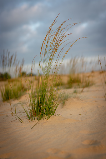 Long grass growing out of the sand from the loonse and drunense dunes.