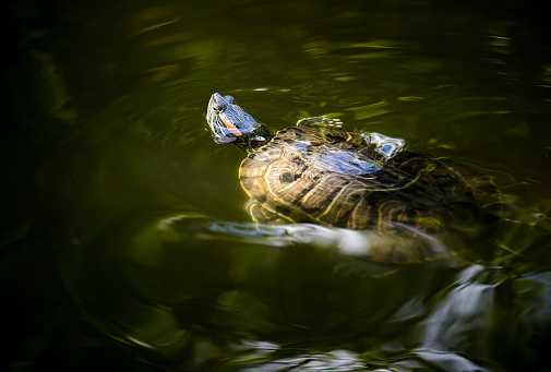 Large turtle swimming in the water closeup
