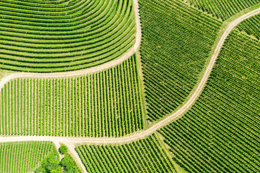Aerial view of vineyards - Germany