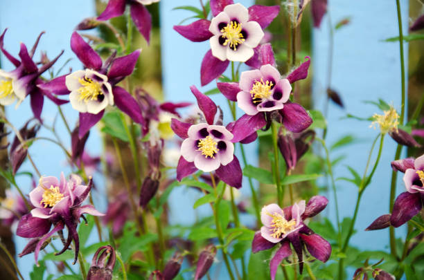 The flower of the aquilegia growing in the summer garden.