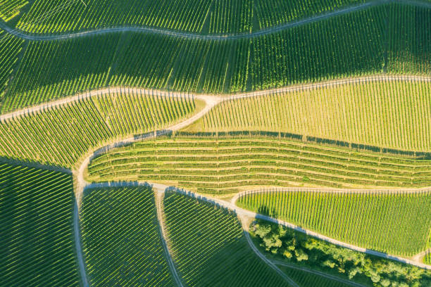 istock Aerial view of vineyards - Germany 1272418903
