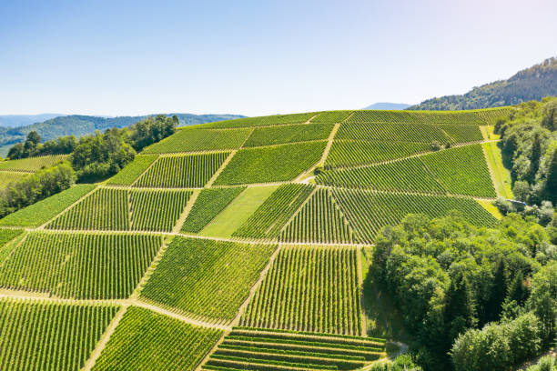 istock Aerial view of vineyards - Germany 1272419022