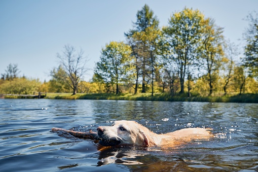 Playful dog swimming in lake. Labrador retriever carrying stick from water. Ore mountains, Czech Republic