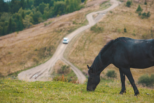 black horse eating grass at mountains field copy space
