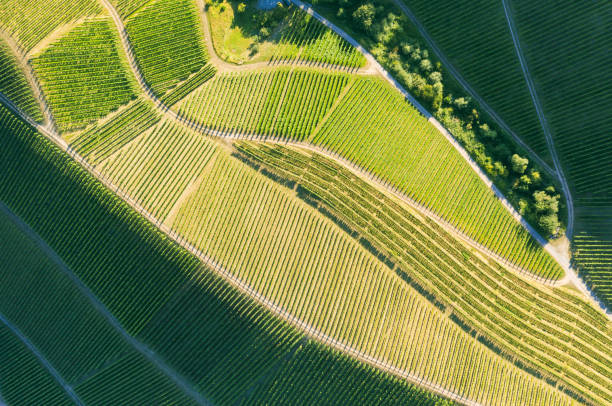 istock Aerial view of vineyards - Germany 1272419724