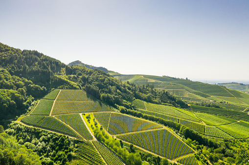 Aerial view of vineyards - Germany