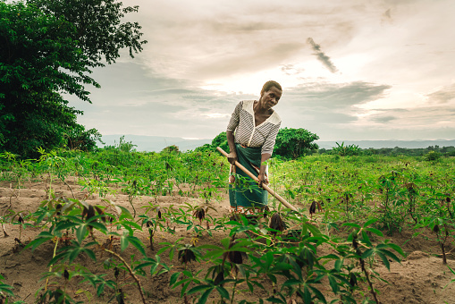 female farmer planting manioc in Malawi, Africa