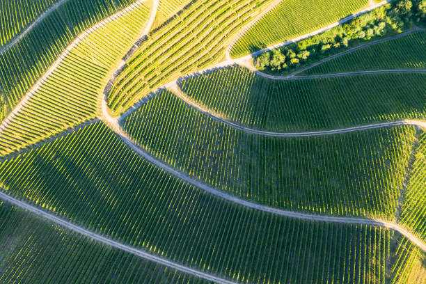 istock Aerial view of vineyards - Germany 1272420030