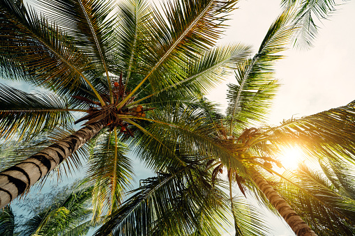 Tropical Palm Leaves against sun