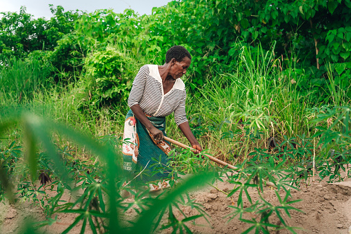 female farmer planting manioc in Malawi, Africa