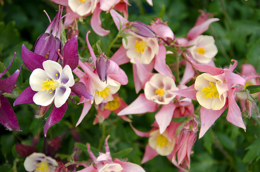 Aquilegia flowers also go by the common names of granny's bonnet or columbine. It is a genus of about 60-70 species of perennial plants that are found in meadows, woodlands, and at higher altitudes. They're beautiful adorning fences, and gardens.