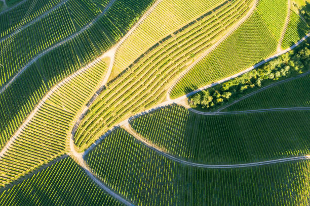 istock Aerial view of vineyards - Germany 1272421837