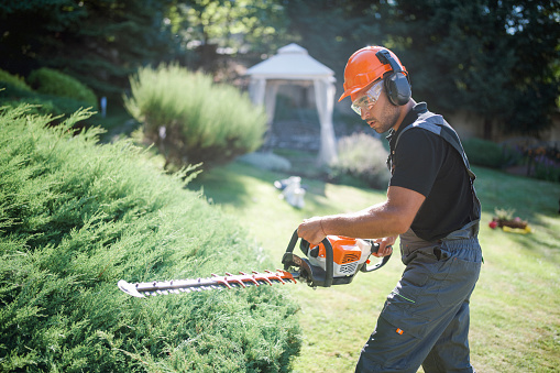 Side view of professional landscaper trimming hedge with power saw.