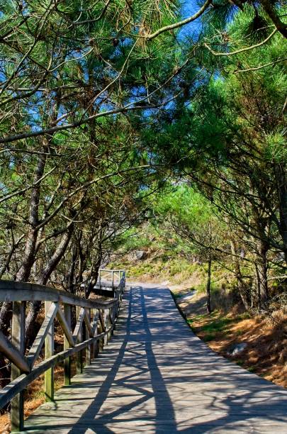 istock Wooden path among the rocks and pine trees 1272422515