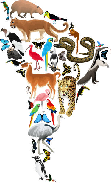 Vector South America fauna map, flat elements. Animals, birds, reptiles, insects. Geography infographic illustration. Vector South America fauna map, flat elements. Animals, birds, reptiles, insects. Geography infographic illustration. motmot stock illustrations