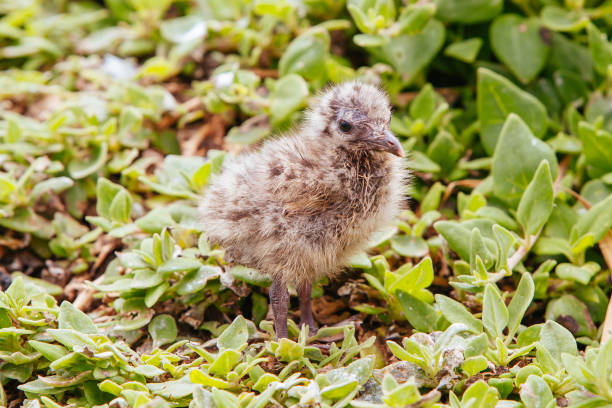 A newborn baby seagull in the wild at Phillip Island, Victoria, Australia