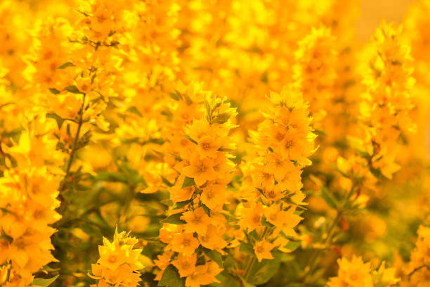 istock Beautiful yellow color background, bright golden flowers on a blurred sunny backdrop 1272425240