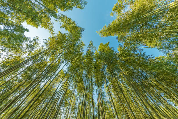 istock Bamboo forest in Arashiyama, Kyoto, Japan 1272425764