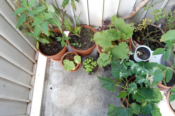 istock High angle view on an urban garden standing on a balcony. 1272426036