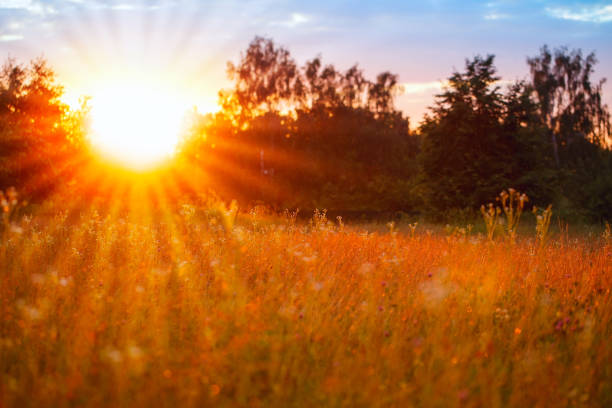 istock Orange sunset in a wild field, blurred background with sunlight passing through plants and flowers 1272426154
