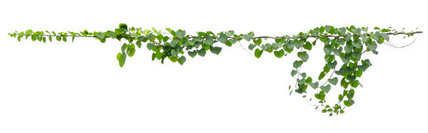 planta hera pendurada em fio elétrico isolado em fundo branco - climbing ivy - fotografias e filmes do acervo