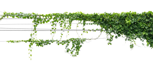 istock ivy plant hanging on electric wire isolate on white background 1272426217