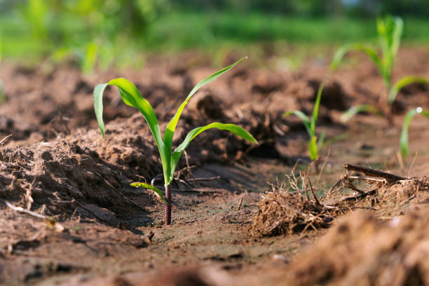 istock green corn plant on field in morning light 1272426221