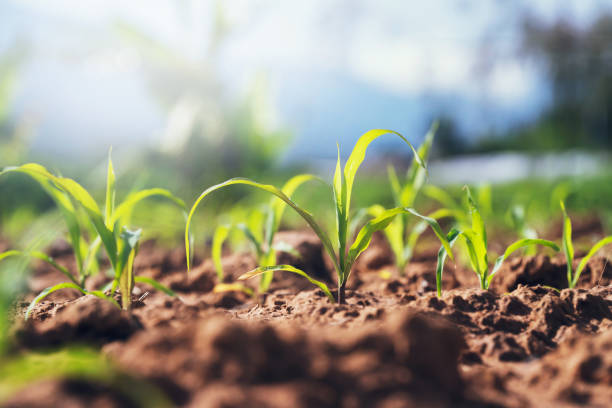 istock green corn plant on field in morning light 1272426230