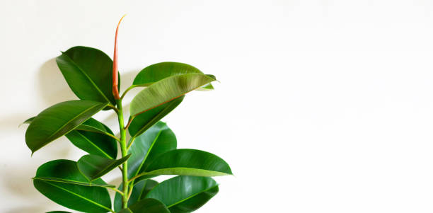 istock Green rubber plant leaves on white 1272426848