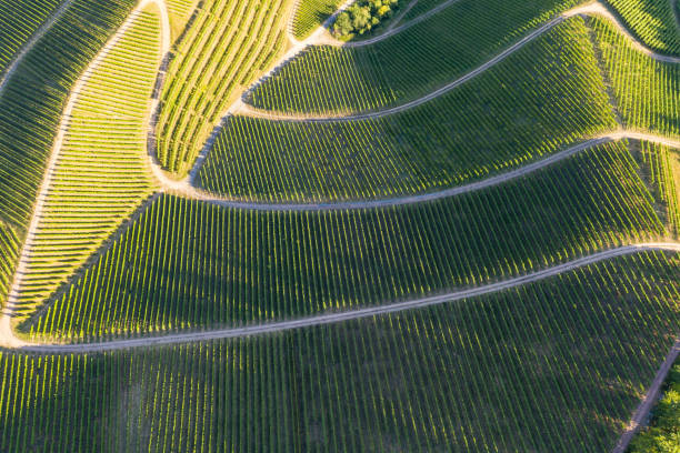 istock Aerial view of vineyards - Germany 1272427133