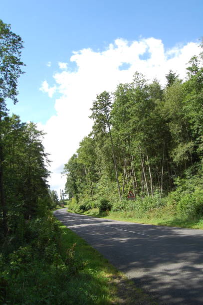 awinding forest road com uma placa de estrada, o texto é: "efterskole" = "internato" - tree area beautiful vanishing point tree trunk - fotografias e filmes do acervo