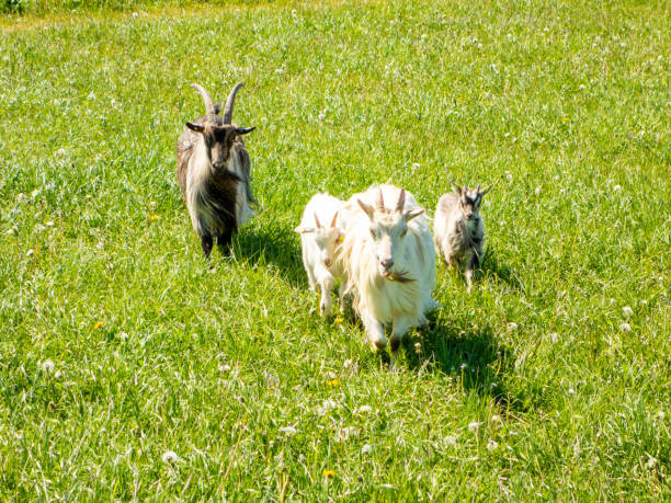 istock Goats in green meadow. 1272428534