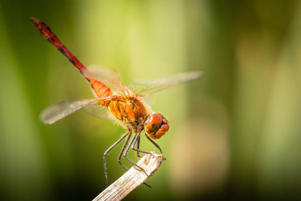 istock A Common Darter dragonfly (Sympetrum striolatum) perched. West Sussex, UK 1272430556