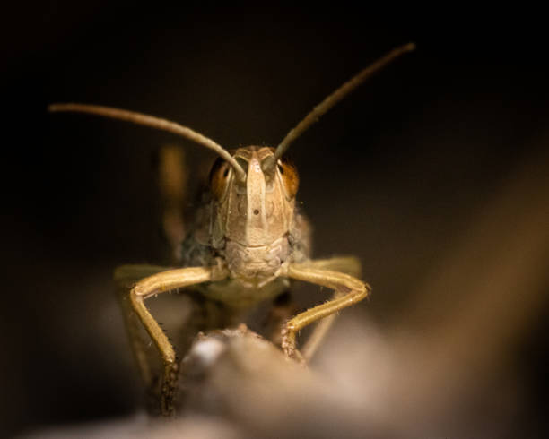 istock Lesser marsh grasshopper (Chorthippus albomarginatus), West Sussex, UK. 1272431011