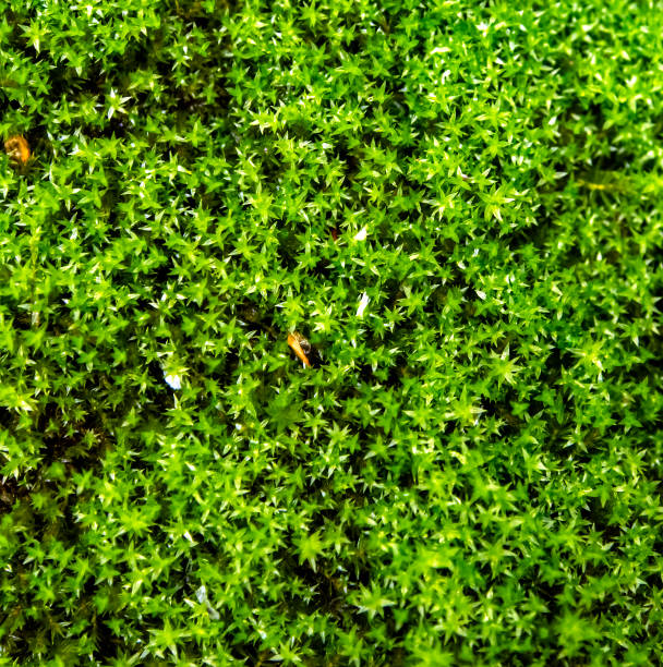 istock green forest moss texture in the forest under trees, macro 1272433522