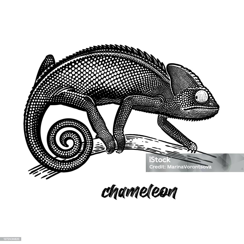 Kameleon Op Een Boomtak Schets Van Hagedis Zwartwit Vector Stockvectorkunst En Meer Beelden Van Kameleon - Istock