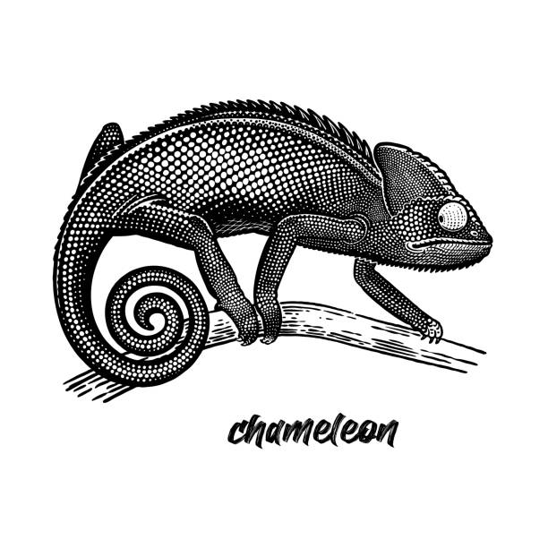 Chameleon on a tree branch. Sketch of Lizard. Black and white vector. Chameleon on a tree branch. Vintage engraving style. Vector art illustration. Black graphic isolate on white background. Object of wildlife. Hand drawing. Sketch of Lizard. chameleon stock illustrations