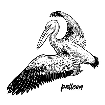 Pelican. Waterfowl. Official State Bird of Louisiana. Vintage engraving style. Vector art illustration. Black graphic isolate on white background. Object of wildlife. Hand drawing. Symbol bird sketch