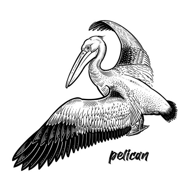 Waterfowl Pelican. Official State Bird of Louisiana. Pelican. Waterfowl. Official State Bird of Louisiana. Vintage engraving style. Vector art illustration. Black graphic isolate on white background. Object of wildlife. Hand drawing. Symbol bird sketch pelican stock illustrations
