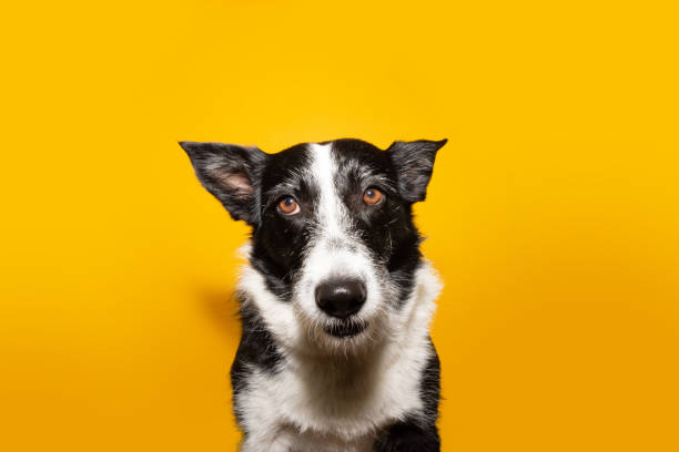 istock Border collie dog wondering something. Isolated on yellow background. 1272435127