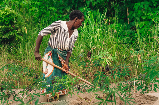female farmer planting manioc in Malawi, Africa