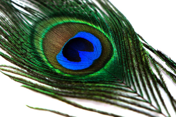 Macro peacock feather on white background. Close up selective focus. Isolated feather fragment