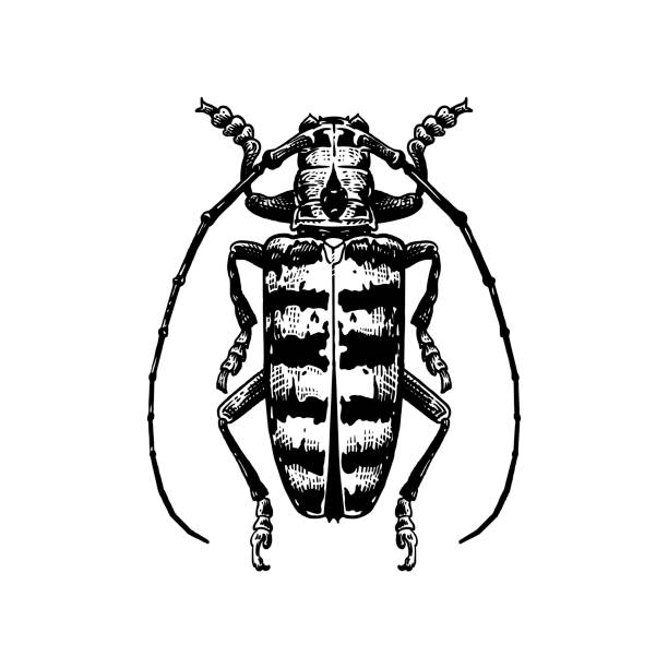 ilustrações, clipart, desenhos animados e ícones de besouro de inseto isolado em fundo branco. esboço preto e branco. vetor - insecticide vector illness mustache