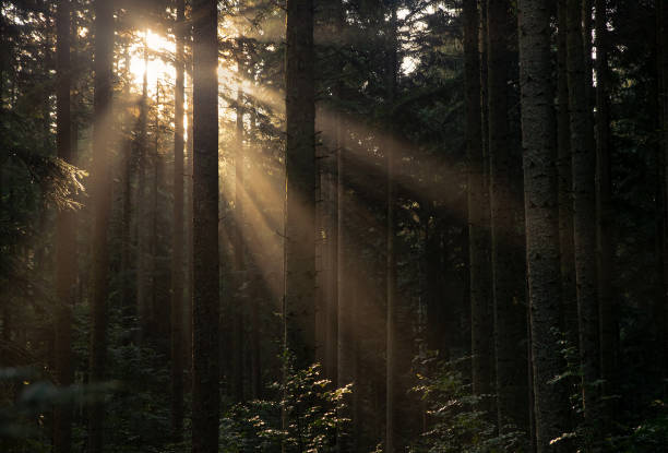 istock Natural authentic rays of the morning sun in the forest 1272435643
