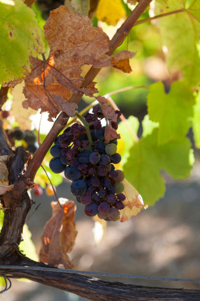 istock Grapes in the Douro Valley to make Port Wine 1272435920