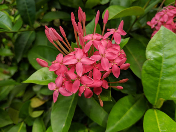 istock Ixora chinensis blossoms with buds up 1272435971