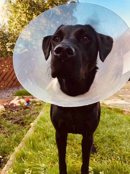 istock Up close with a black lab and the cone 1272436024