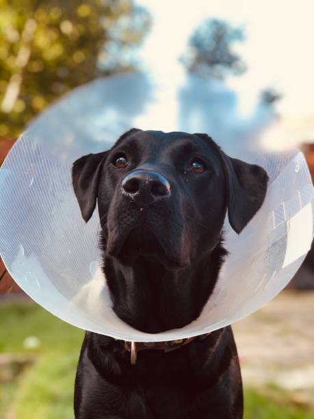 istock A black Labrador wears a cone around her neck 1272436033