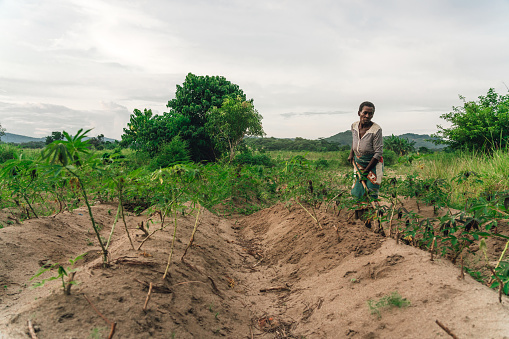 female farmer planting manioc in Malawi, Africa