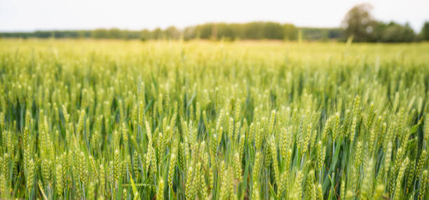 Green wheat plant growing in the field
